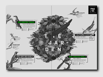 Fanzine - GrayBirds fadu fanzine graybirds uba