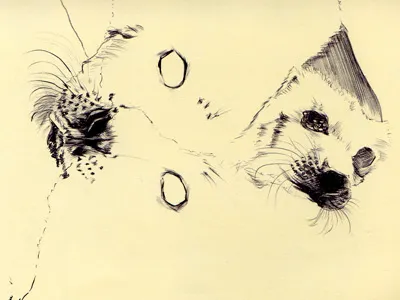 bestiary: harp seal bestiary drawing harp seal