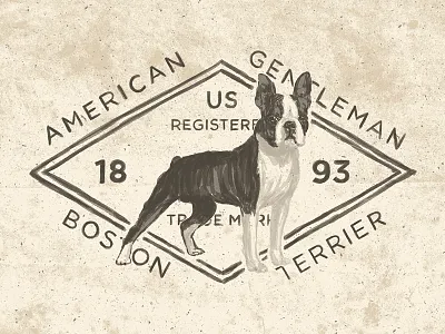 American Gentleman boston terrier dog drawing layout logo textures type typography