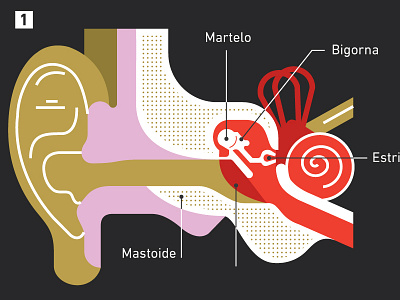 Airplane Ear ear infographic inner