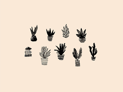 Cacti branding cactus illustration palm palm springs plants tropical