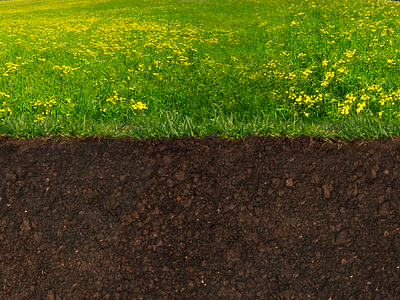 Above & Below ground meadow