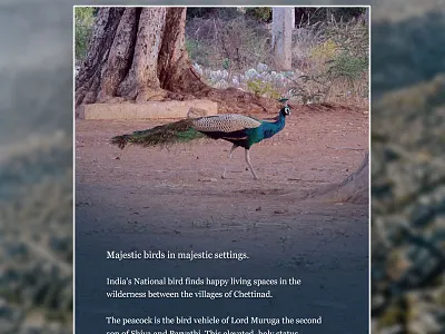 Email newsletter email emailer kerala newsletter tamil nadu