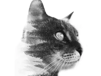 Natural Instinct: Deception adobe bw cats exposure free instinct layers nature overlays photos photoshop woods