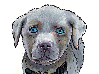 Silver Lab dog drawing illustration marker silver lab