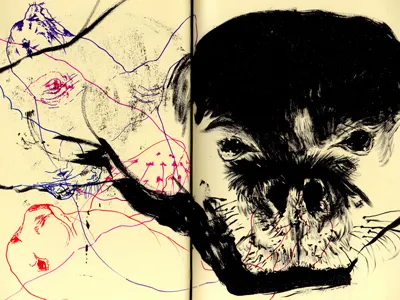 Bestiary: Hawaiian Monk Seal bestiary drawing hawaiian monk seal