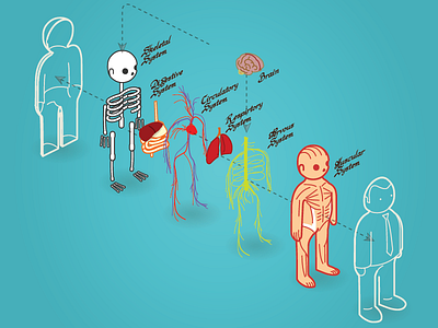 anatomy 101 - exploded anatomy body exploded isometric muscle systems