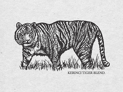 Kerinci Tiger Blend blend coffee drawing illustration ink tiger