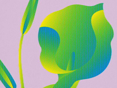 141 calla lily flowers gradient noise