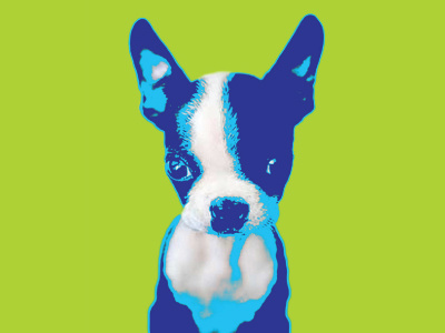 Diggy boston boston terrier colors cute dog illustration little neon pet photo pop art puppy