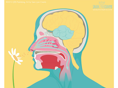 Smell illustration anatomy body brain cross section diagram educational human illustration physical science sciart smell vector