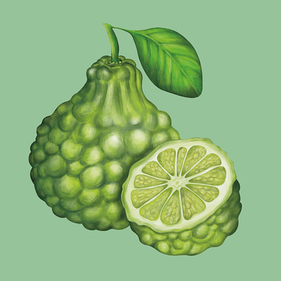 Bergamot Citrus Fruit Painting antioxidant bergamot bitter bumps bumpy citrus digital digital painting food food painting fruit fruity green lime lumpy orange organic painterly painting texture