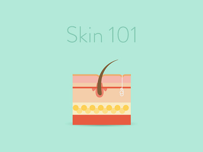 Skin 101 anatomy curology dermatology dermis epidermis follicle health illustration medical skin sweat gland telemedicine