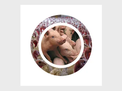 Captive Bolt lp album art hardcore lmao lp punk record vegan