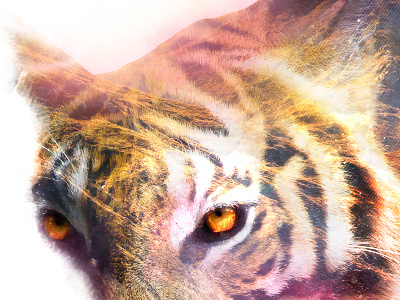 Tiger land bear double exposure land tiger