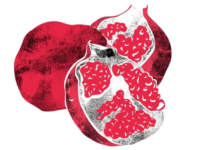 Pomgranade fruits illustration krid kridders pomgranade structure