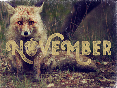 November acorn autumn fox month series november type typography unsplash unsplash photos