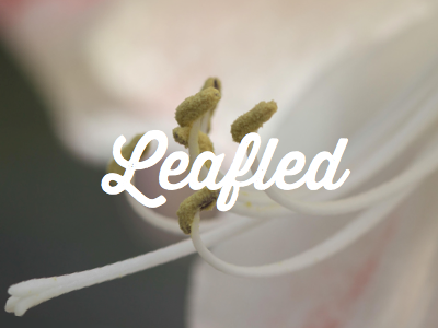 Leafled brand card clean design light typeface