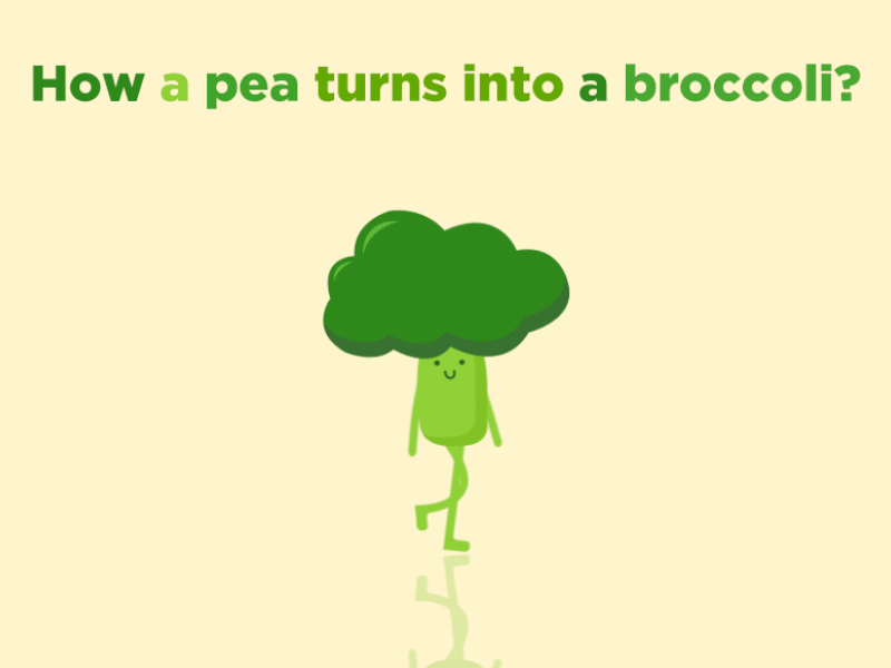 How a pea turns into a broccoli! ae animation broccoli gif green pea vegetable walking