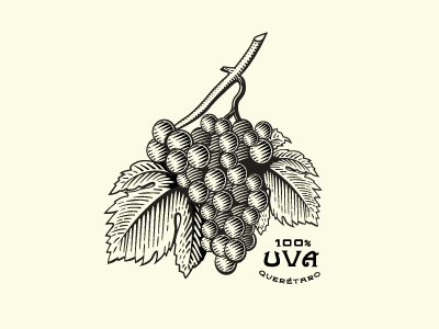 Grape engraving grape illustration mexico scratchboard woodcuts