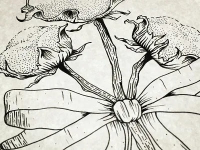 Cotton apparel bow cotton drawing illustration south