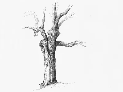 Tree sketch blackandwhite penandink sketch tree
