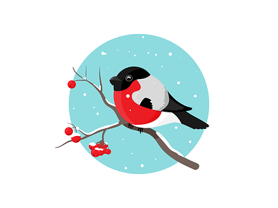 Bullfinch bird snow winter