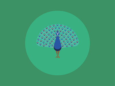 Peacock illustration