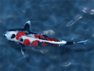 AE Fish Rigging Test 2d after effects fish rigging water