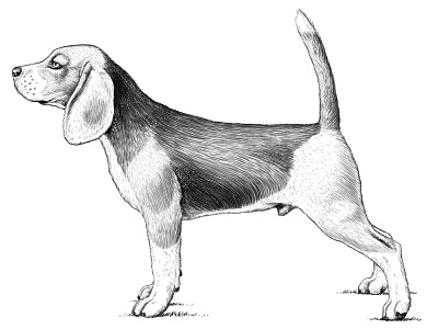 Goodwood 'Hound' Icon art digital dogs golf goodwood hound icons illustration maps woodcut