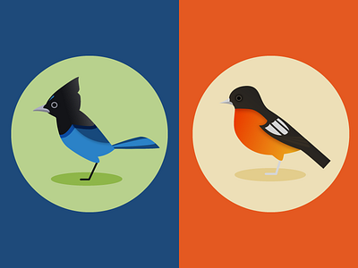 Stellar's Jay + Oriole animals audubon birds jay oriole stellars jay