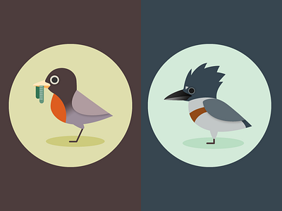 Robin + Kingfisher animal audubon bird kingfisher robin vector