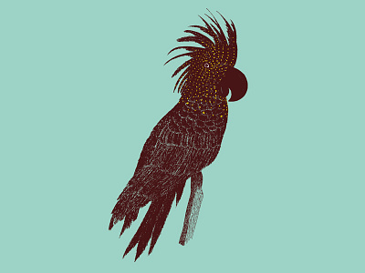 The Pamltreecockatoo animal bird illustration