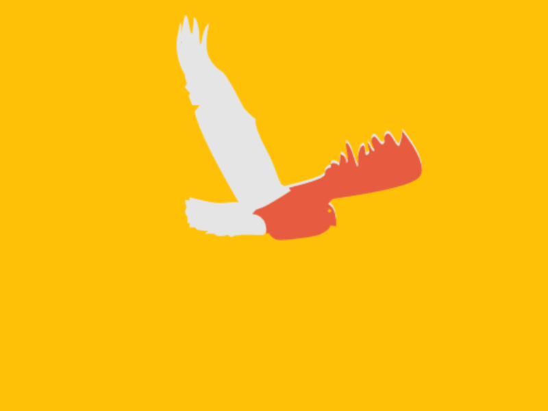 Owl animals birds gif owl