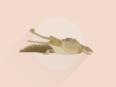 Indian Gharial illustrator works