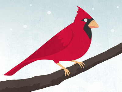 Cardinal bird cardinal holiday snow winter