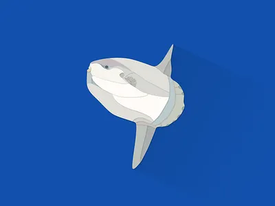 Ocean Sunfish illustrator works