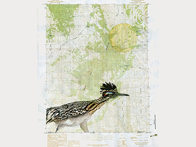Roadrunner animals map nature outdoors roadrunner travel utah watercolor wildlife