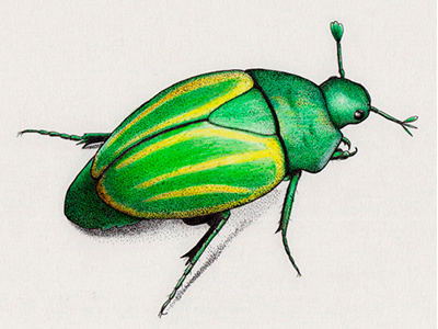 Green Scarab bug illustration insect scarab