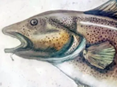 Codfish acrylic illustration marker pen mixed media painting