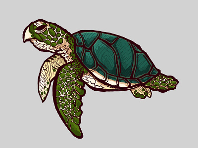 Sea Turtle art cintiq design nature ocean photoshop sea turtle