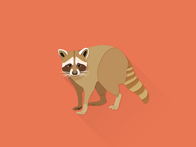 Raccoon illustrator works
