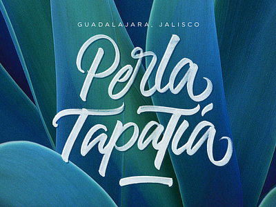 Perla Tapatía | Brushpen Lettering brushpen calligraphy design diseño diseñografico font guadalajara handmade lettering script type typography