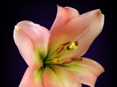 Lily - Illustration illustration