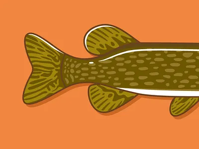 Northern Pike fish illustration northern pen
