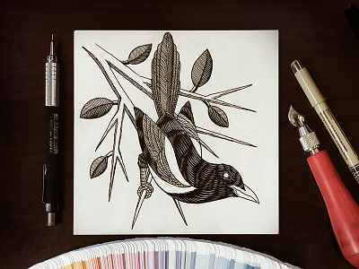 Magpie 2. bird black drawing flowers hatching illustration ink