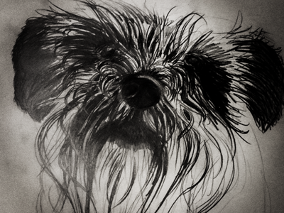 Schnauzer drawing illustration pencil sketching