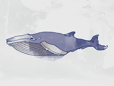 Whale drawing illustration ink pen sketch watercolors