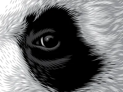 Illustration cover drum and bass illustration panda vector