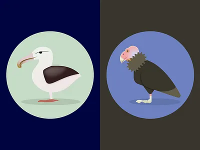 Albatross + Condor albatross animal audubon bird california condor seabird vector